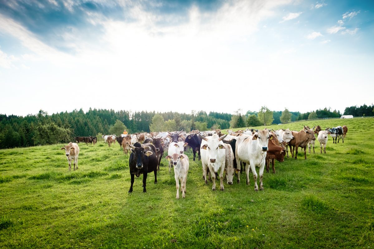 Cows | Ebner Zwerg Zebu