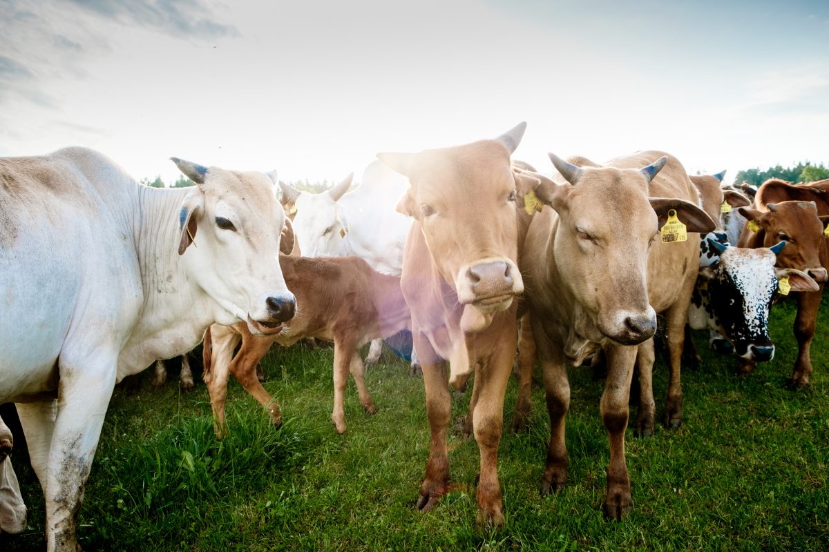 Cows | Ebner Zwerg Zebu