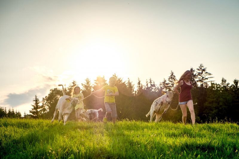 Cows | Ebner Zwerg Zebu